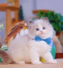 知乎什么时候更新